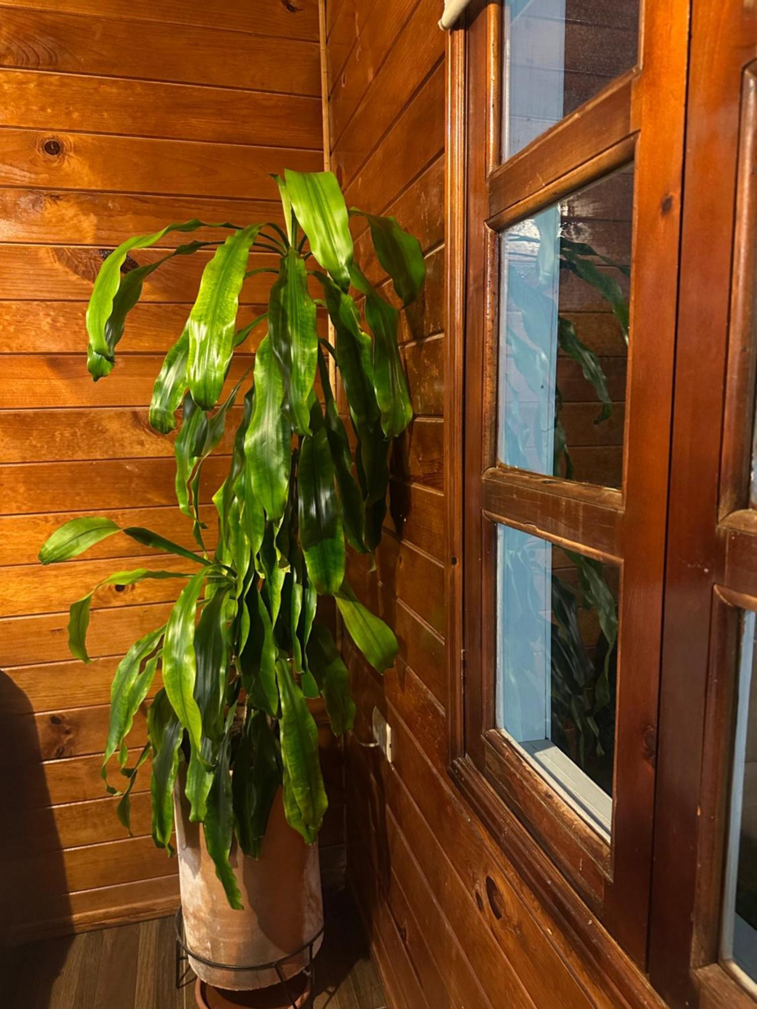 Chalet Dominnycos San Cristóbal de Las Casas Eksteriør bilde